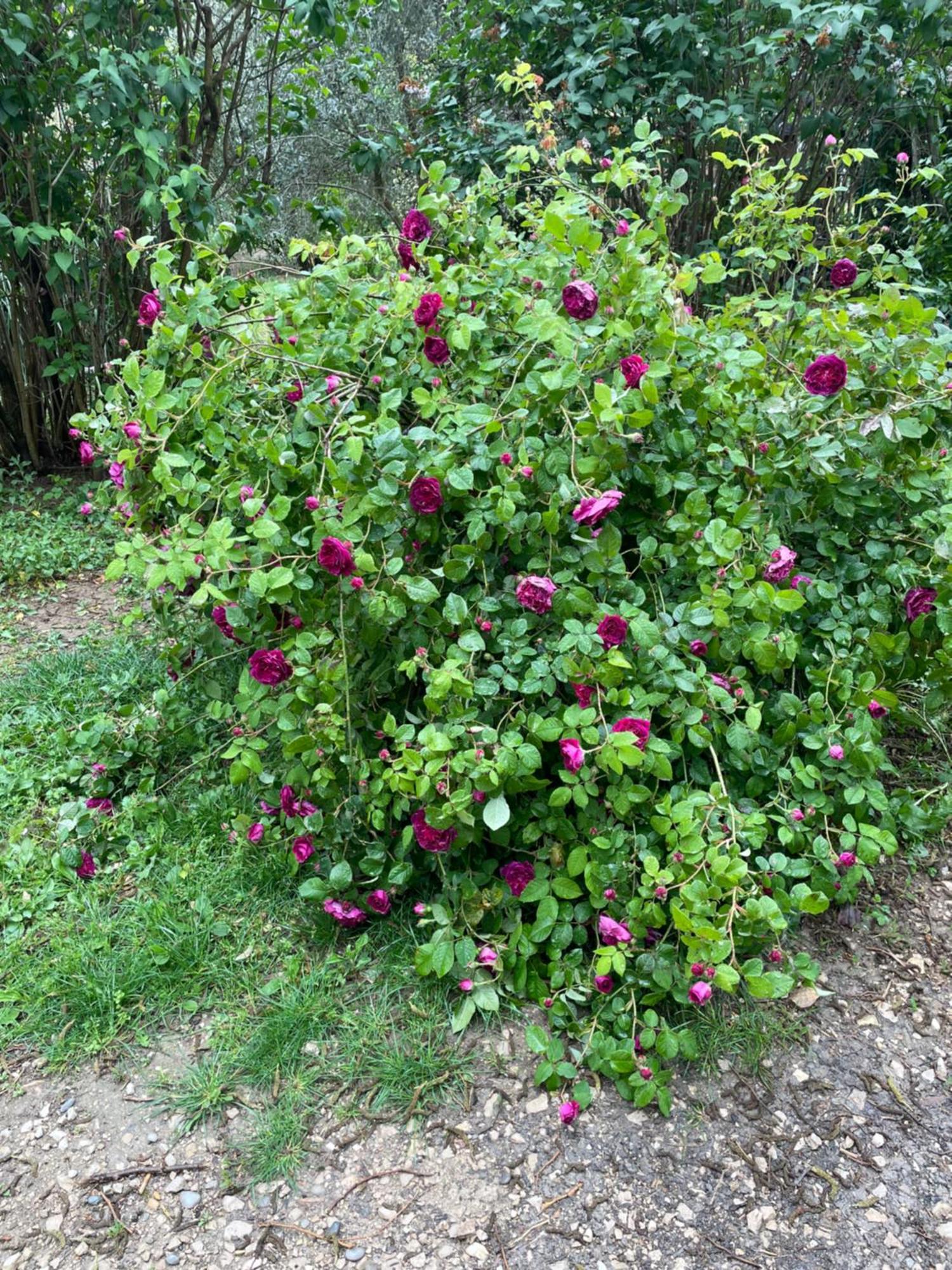 Gites Le Pimayon Manosque Ngoại thất bức ảnh